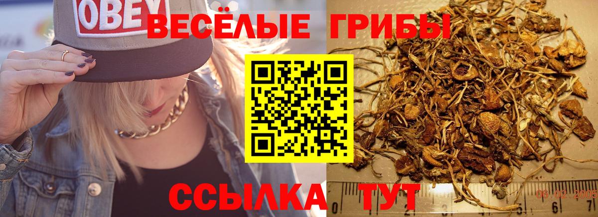 Псилоцибиновые грибы GOLDEN TEACHER  Вход с VPN  Северобайкальск 